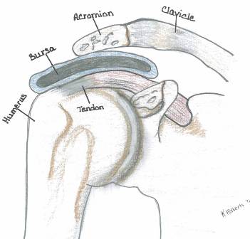 A diagram of a shoulder with different parts listed