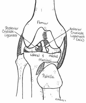 drawing of the knee anatomy