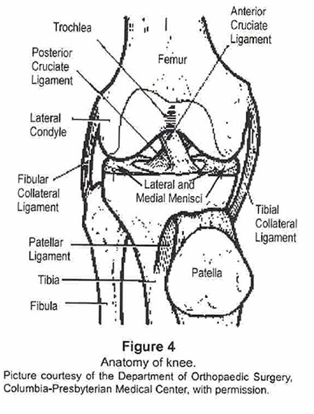 Figure 4 Anatomy of knee